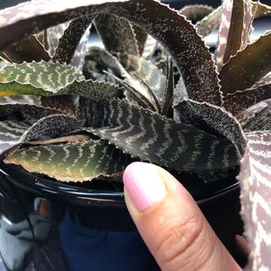 Meet your Posher, Harley